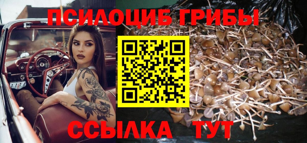 Псилоцибиновые грибы Psilocybe Янаул